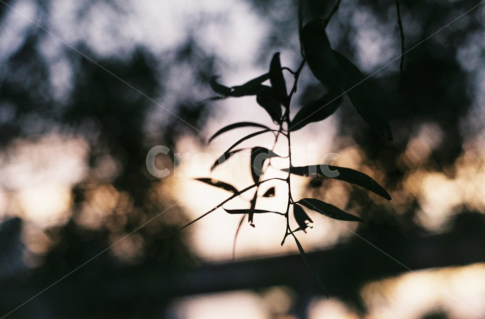 몽환적인,분위기,실루엣,나뭇잎,감성,필름,필름사진,식물,자연,plants,nature,실루엣,그림자,silhouette,shadow,감성,sensible,feeling