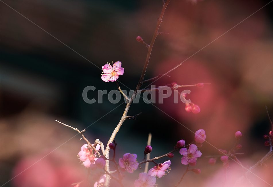 매화,꽃,봄,홍매화,봄꽃,spring,korea,flower,봄,계절,spring,season,식물,자연,plants,nature,꽃,flower,plant