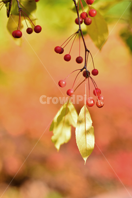가을배경,열매,나무열매,단풍배경,가을느낌,가을서정,가을감성,plant,tree,leaf,autumn,fall,background,season,fruit,금색,오렌지색,야외,옥외,outdoor,식물,10월,11월,바탕,배경,백그라운드,식물,자연,plants,nature,과일,열매,fruit