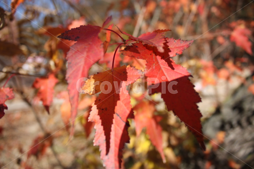 nature,leaf,자연,식물,나뭇잎