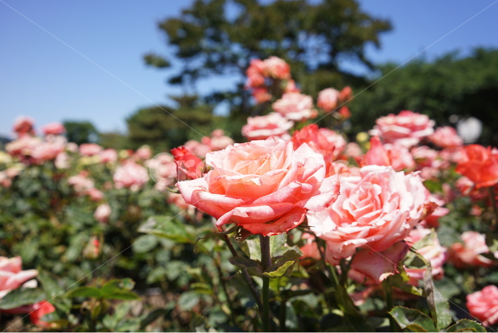 핑크,장미,꽃,하늘,봄,봄,계절,spring,season,식물,자연,plants,nature,꽃,flower,blossom,rose,plant