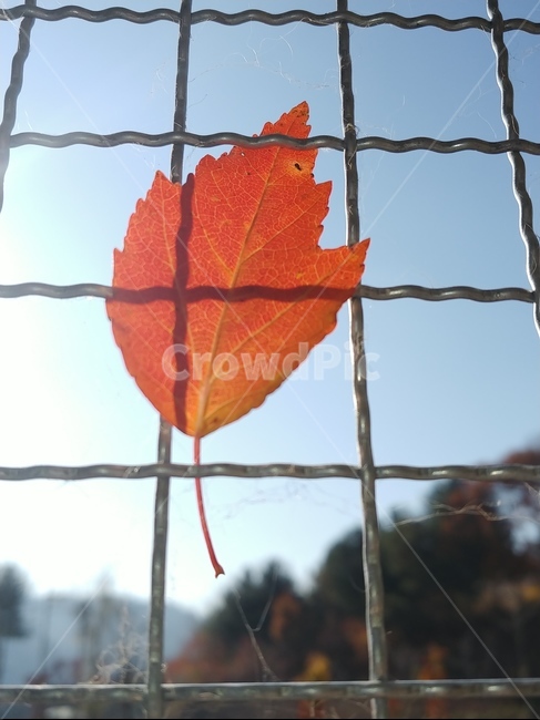 가을,단풍,나뭇잎,단풍잎,낙엽,잎,leaf,식물,나무