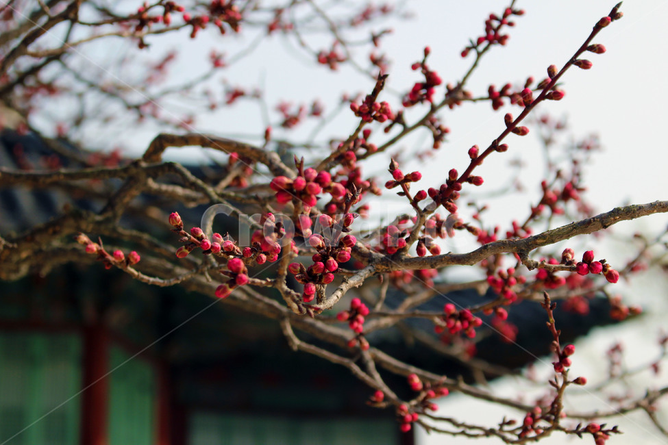 홍매화,창덕궁,봄꽃,꽃봉오리,꽃,식물,자연,plants,nature,꽃,flower