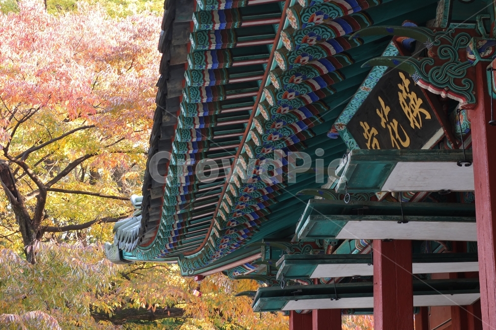 전통,tradition,문화유산,heritage,한옥,기와집,culture,창덕궁,후원,비원,계절,season,풍경,landscape,가을,fall,단풍,나무,wood,자연,nature,숲,forest,건물,house,집,korea,대한민국,한국,한국전통,한국문화,korean traditional,korean culture,랜드마크,landmark,tourist attraction,한국랜드마크,한국관광지,한국명소,korea landmark,korea tourist attraction,건축물,건물외관,exterior,building,structure,architecture,construction