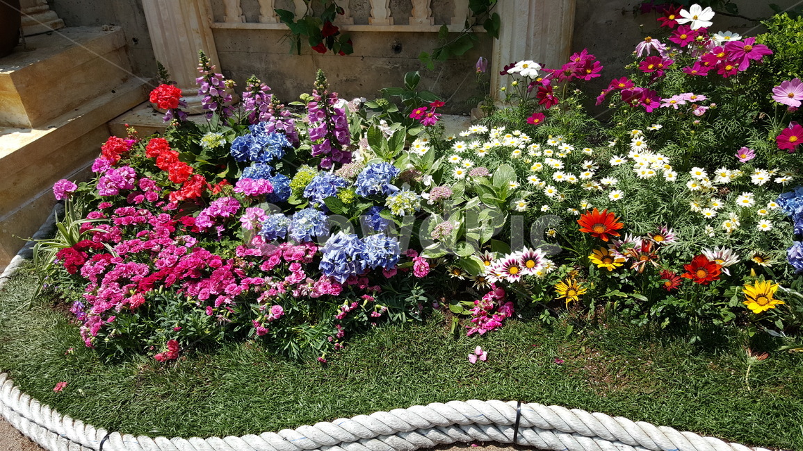 꽃,꽃밭,꽃축제,장미,자연,식물,예쁨,예쁘다,아름다움,식물,자연,plants,nature,꽃,flower