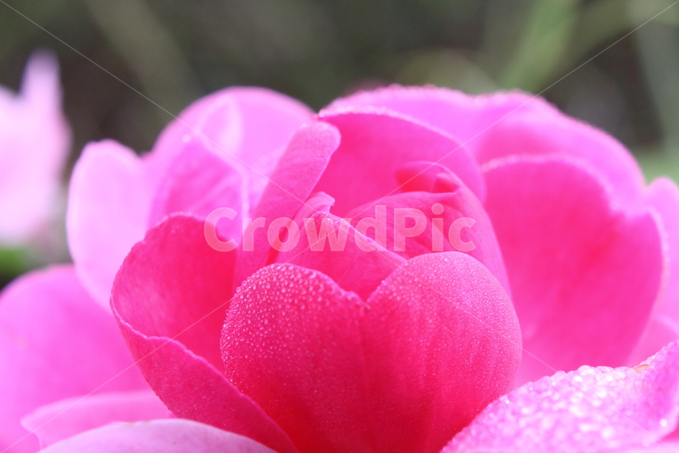 장미,꽃,식물,정원수,rose,식물,자연,plants,nature,꽃,flower