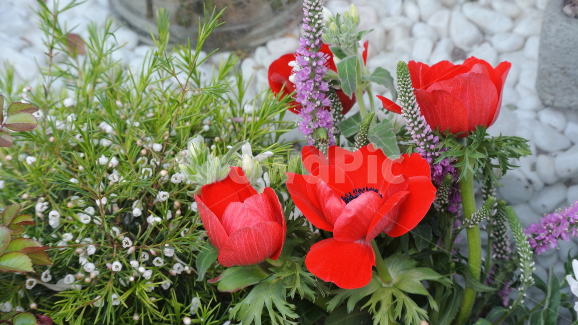 plant,식물,blossom,flower,꽃,빨간꽃,redflower,식물,자연,plants,nature,꽃,flower