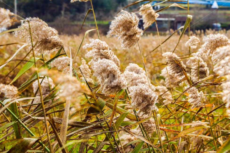 갈대,잔디,grass,reed,lawn,식물,억새,바람,가을,계절,fall,autumn,season