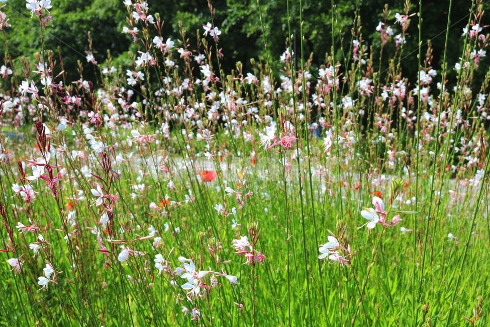 가우라,꽃,가우라꽃,식물,비늘꽃과,자연,풍경,백접초,식물,자연,plants,nature,꽃,flower