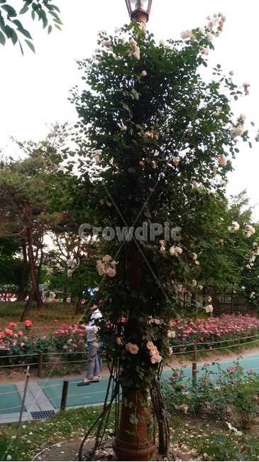 outdoors,정원,blossom,꽃,flower,장미,rose,식물,녹색,초록색,공원,흰색