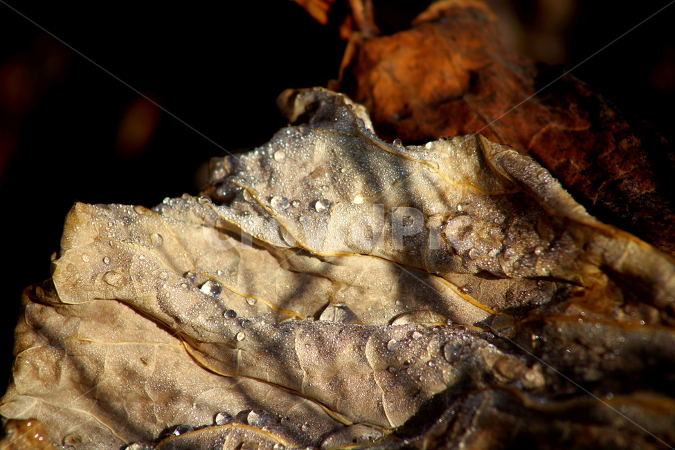 이슬,연잎,마른잎,식물,redleaves,가을,계절,fall,autumn,season,식물,자연,plants,nature,leaf,잎,plant