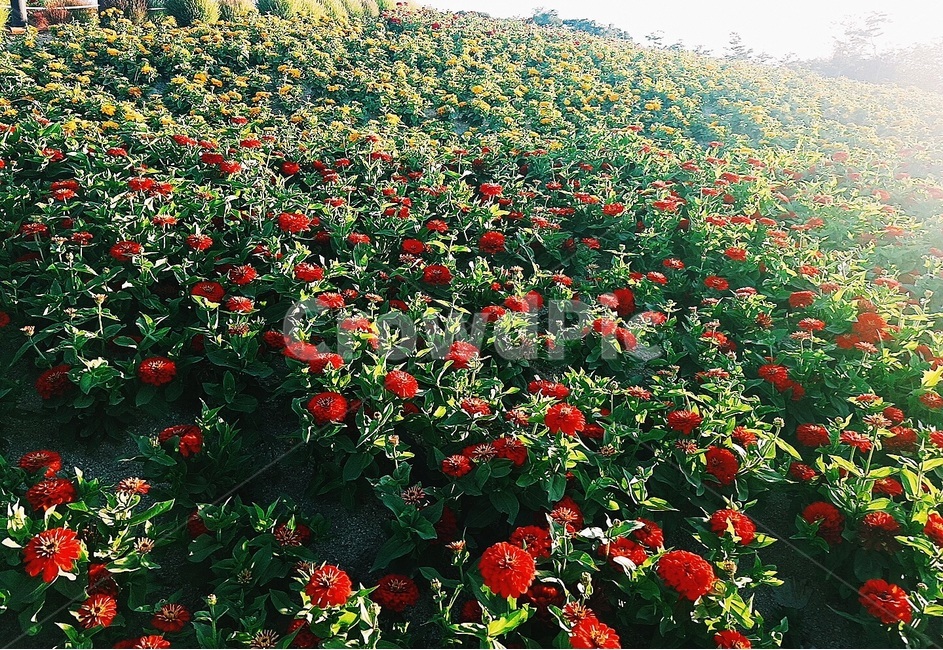 꽃밭,꽃,빨간꽃,노란꽃,풍경,식물,자연,plants,nature,꽃,flower