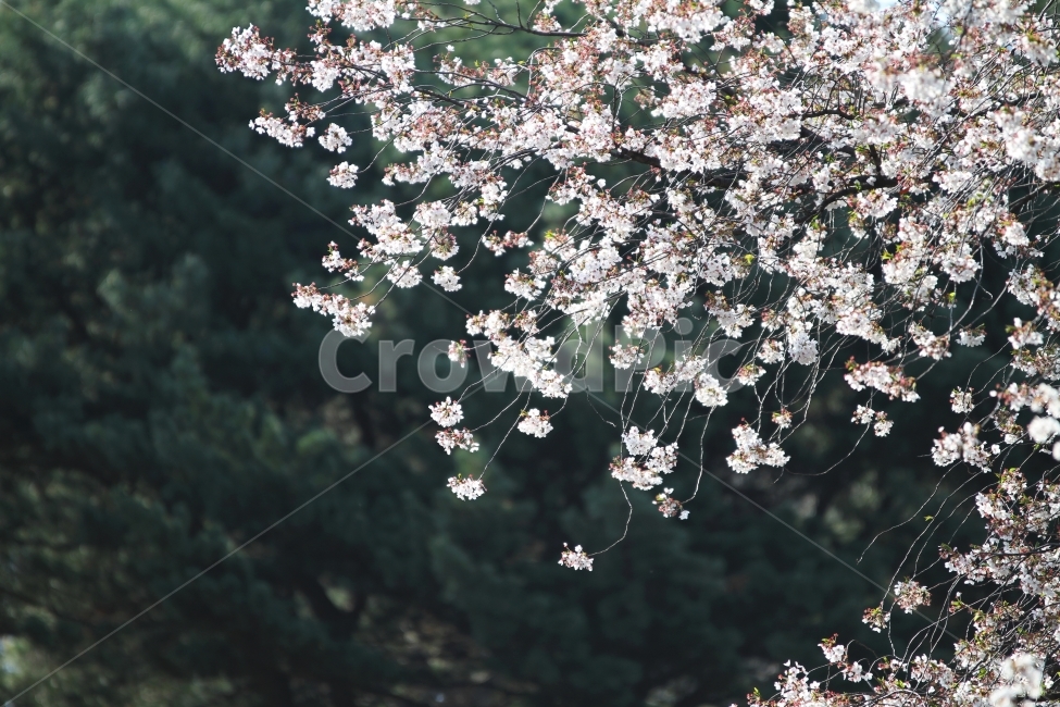 벚꽃,능수벚꽃,봄꽃,식물,자연,감성사진,봄,계절,spring,season,식물,자연,plants,nature,꽃,flower,plant,blossom,cherry blossom