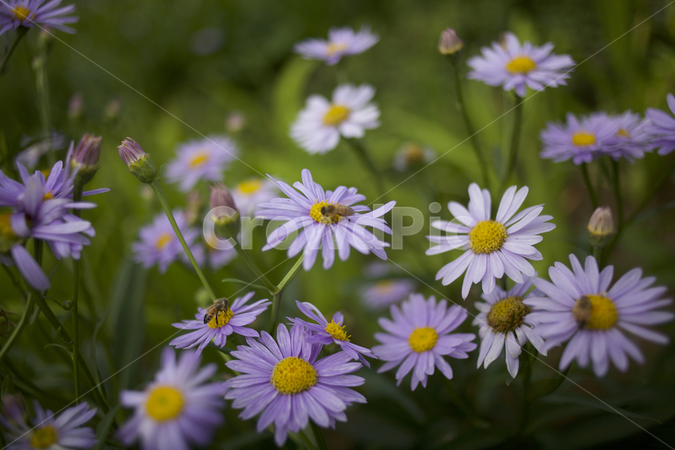 꽃,꽃밭,flower,데이지,daisy,식물
