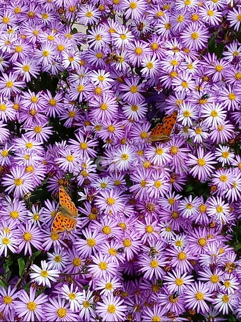 꽃,식물,꽃잎,plant,flower,blossom,아스타,보라색꽃,aster,국화과,나비,표범나비,식물,자연,plants,nature,꽃,flower