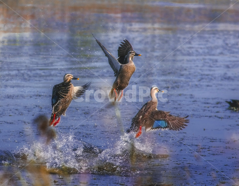 흰뺨검둥오리,도약,오리,날개짓,소래생태습지,동물,animal,조류,새,birds