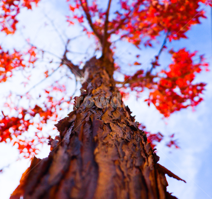 tree,나무,plant,식물,leaf,가을,가을,계절,fall,autumn,season,식물,자연,plants,nature,나무,trees,wood,잎