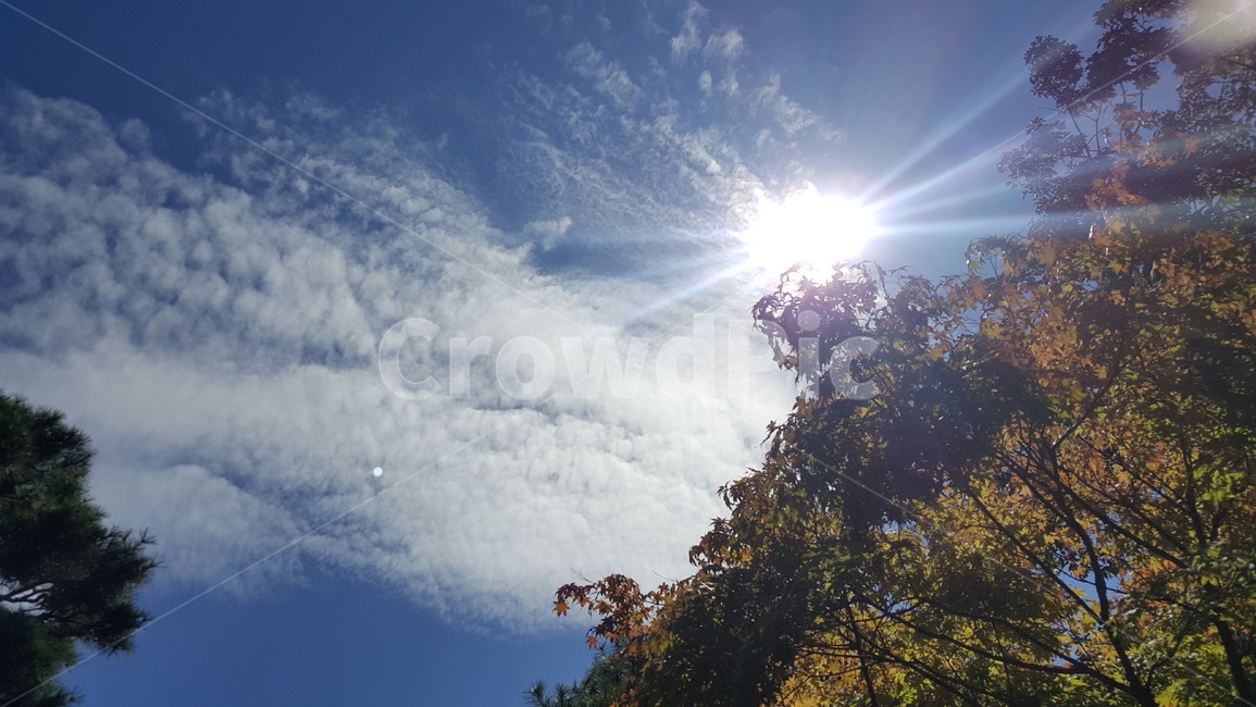 자연,맑은날,햇살,초록,나무,구름,자연,풍경,nature,landscape,flare,플레어,light,빛