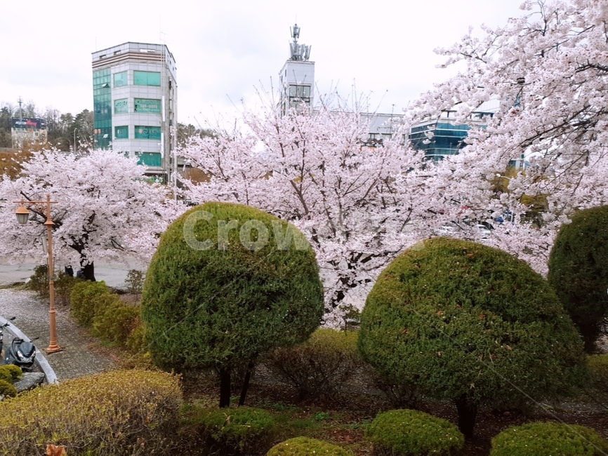 나무,벚꽃,벚꽃나무,만개,꽃,봄,계절,spring,season,plant,식물,blossom,flower