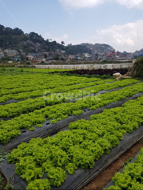 시골,밭,하늘,시골풍경,자연,시골,마을,풍경,landscape,country,rural,town