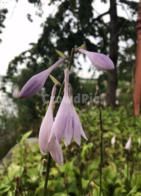 보라색,꽃,식물,들꽃,자연