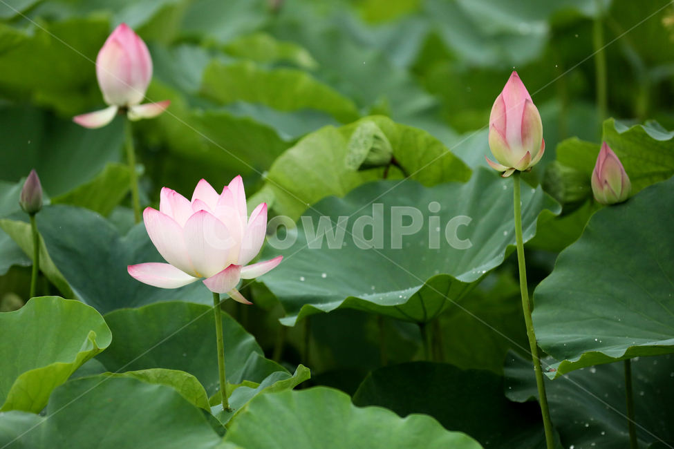 연꽃,연잎,여름풍경,풍경,식물,잎사귀,식물,자연,plants,nature,꽃,flower