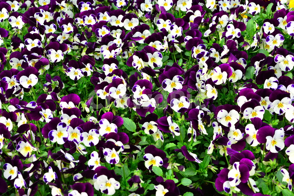 봄꽃,봄이미지,팬지,서양제비꽃,제비꽃,아름다운,flowers,purple,violet,beautiful,예쁜,작은,보라색꽃,퍼플,흰색꽃,가득,만개,절정,화단,정원,가든,앞마당,꽃밭,pansy,꽃집,화원,봄,계절,spring,season,식물,자연,plants,nature,꽃,flower,plant,blossom