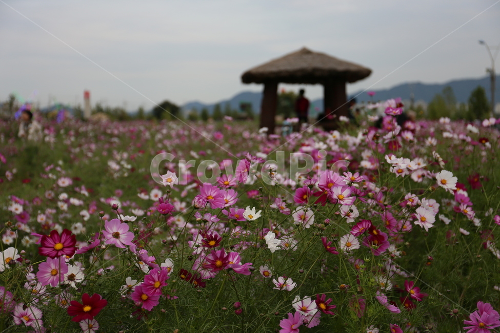 flower,꽃,plant,식물,코스모스,식물,자연,plants,nature,꽃,flower