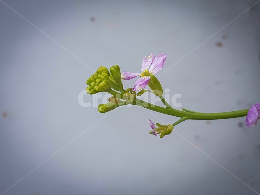꽃,flower,식물,plant,blossom,식물,자연,plants,nature