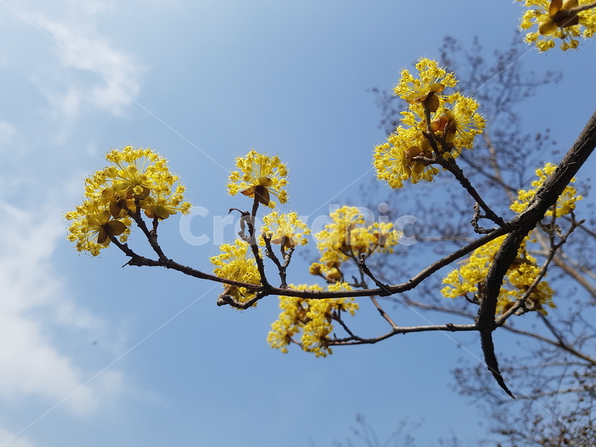 봄꽃,노란꽃,이른봄,산수유,꽃가지,식물,자연,plants,nature,꽃,flower