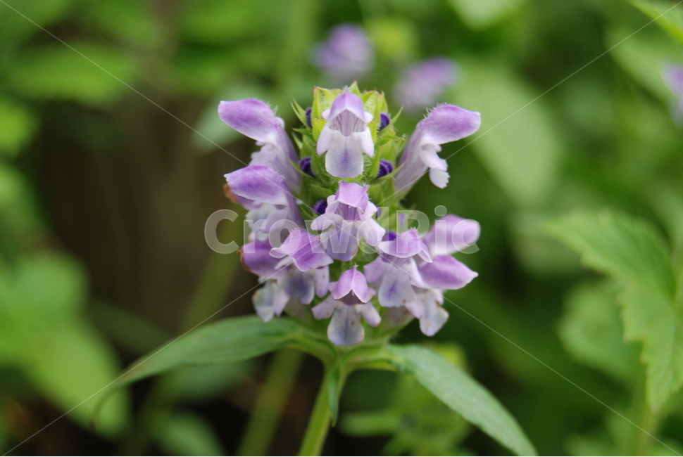 식물,들꽃,야생화,자연,봄,식물,자연,plants,nature,꽃,flower