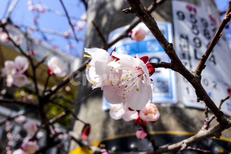 봄,꽃,봄꽃,매화,flower,봄이미지,봄,계절,spring,season,식물,자연,plants,nature,꽃,flower,plant,blossom
