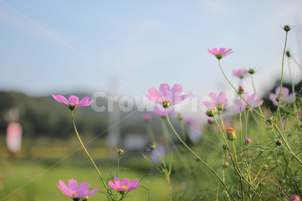 코스모스,가을,꽃,가을꽃,꽃밭,야외,가을풍경,색감,flowers,fall,가을,계절,fall,autumn,season,식물,자연,plants,nature,꽃,flower,plant,geranium,제라늄,blossom