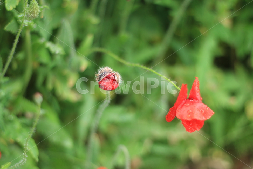 여름,시작,양귀비,위로,꽃,식물,자연,plants,nature,꽃,flower