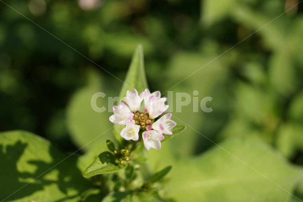꽃,야생화,식물,들꽃,접사,식물,자연,plants,nature,꽃,flower