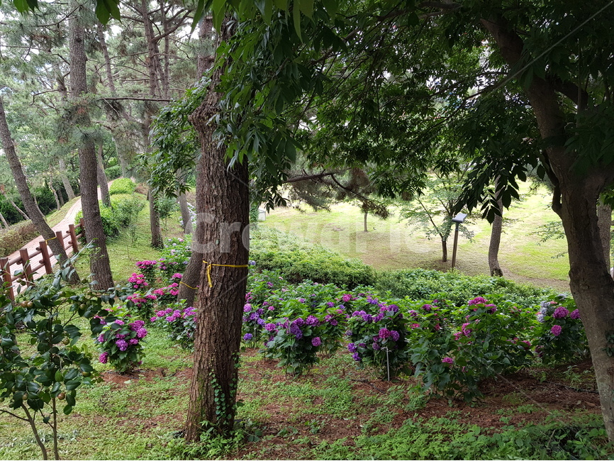 hydrangea,수국,여름꽃,꽃,핑크수국,녹색,연보라,자색,공원,꽃길,식물,자연,풍경,nature,landscape,tree,나무,tree trunk,나무 줄기,plant