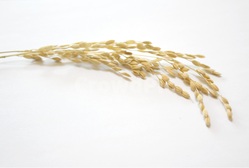 쌀,벼,곡식,곡물,음식,식재료,요리,이삭,곡류,rice,cereal,dry,ear,farming,food,gold,grain,harvest,isolated,korea,meal,nutrition,organic,plant,seed,yellow,cook,cook화이트,흰색,하얀색,흰배경,쌀알,알갱이,볍씨,씨,씨앗,열매,쌀알갱이,식물,자연,탑앵글,탑뷰,음식,식재료,요리,food,cook,meal,dishes,food reserves,곡류,곡식,cereals,누끼,remove background
