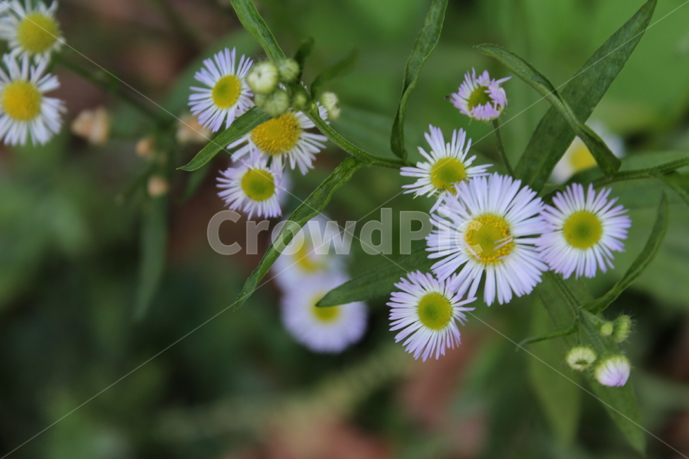 민들레,그린,플래,plant,식물,blossom,데이지,flower,daisies,daisy,꽃,식물,자연,plants,nature,꽃,flower