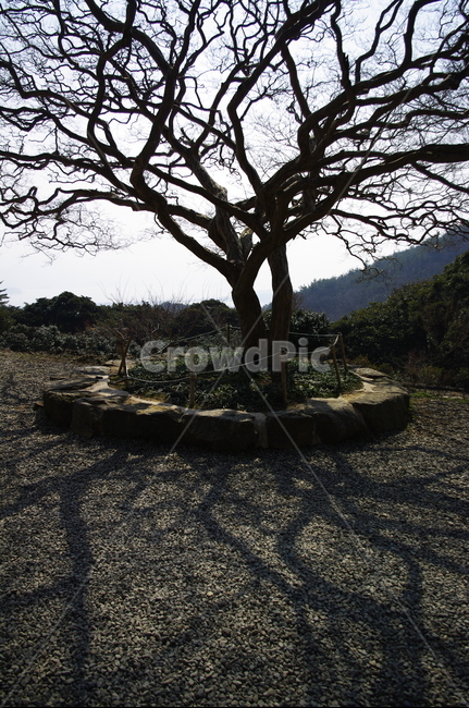 나무,식물,자연,plant,tree,자갈,나무줄기