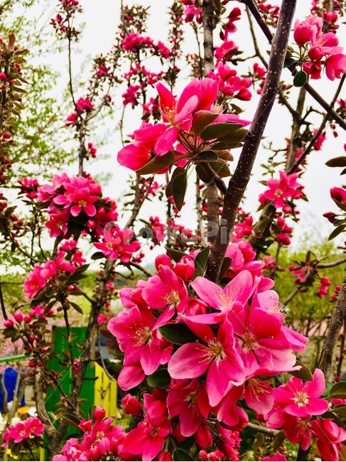 꽃,사과,식물,예쁜,분홍,핑크,사과꽃,빨강,나무,생명,자연,plants,nature