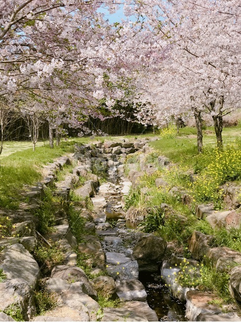 벚꽃,cherryblossom,꽃,공원,개울