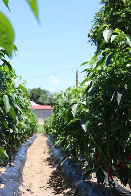 고추,고추밭,식물,채소,하늘,자연,구름,햇빛,야채,chili,toukarashi,plants,shokubutsu,vegetable,yasai,sky,sora,nature,cloud,kumo,sunlight,hizashi,초록,green,midori,빨강,red,aka,그림자,shadow,kage,여름,summer,natsu,산업,industry,industrial,농업,농사,agriculture,farming,farming industry