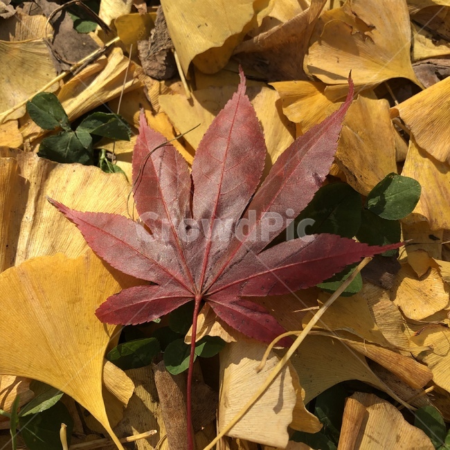 leaf,잎,plant,식물,tree,나무,단풍,단풍잎,낙엽,산속,자연,가을,가을,계절,fall,autumn,season