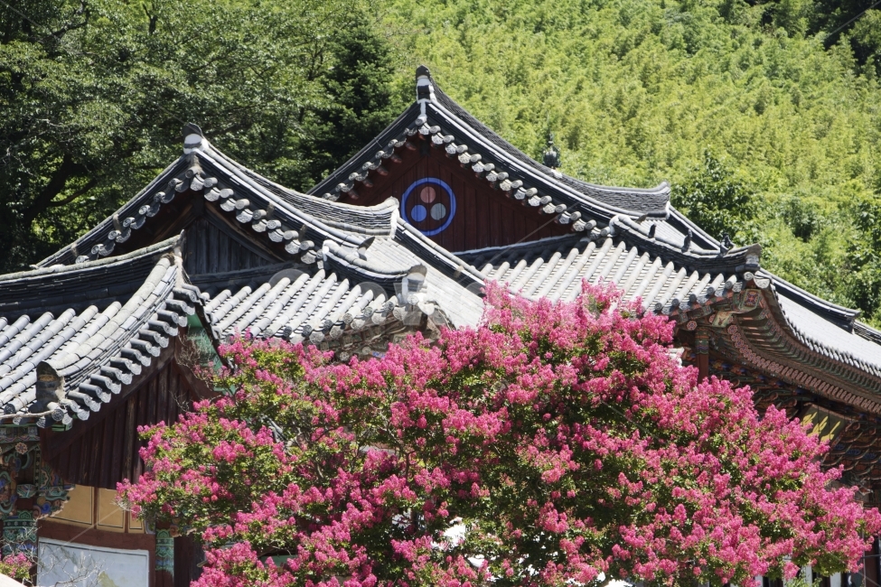 배롱나무,백일홍,목백일홍,한옥,전통가옥,사진,단독사진,디자인,소스,포토,사진자료,배경,배경사진,백그라운드,한국,동양,아시아,전통,풍경,자연,환경,실외,낮,아침,식물,꽃,봉오리,꽃봉오리,잎,꽃잎,꽃나무,6월,7월,여름꽃,아웃포커스,접사,근접,여름,녹색,야외,핑크,분홍,빨강,빨간색,지붕,한국전통,한국문화,korean traditional,korean culture,식물,자연,plants,nature,꽃,flower