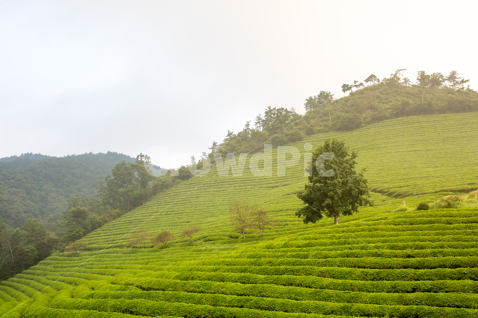 보성다원,녹차밭,일출,보성녹차밭,보성녹차,녹차,아침다원,다원의아침,녹차밭의아침,안개낀다원,안개,자연,풍경,nature,landscape,한국자연풍경,한국자연경관,korea nature landscape,outdoors,옥외,field,들