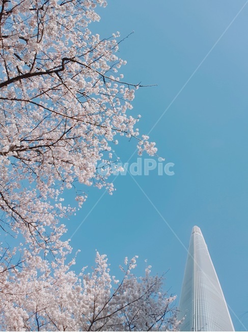 벚꽃,하늘,맑음,타워,하늘색