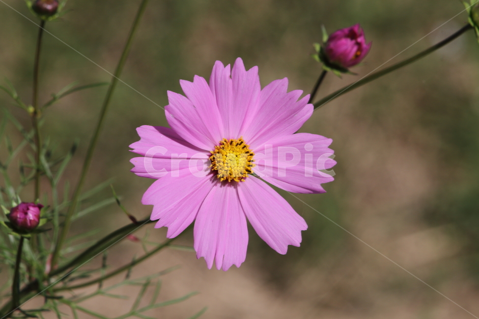 코스모스,꽃,식물,가을꽃,cosmos,가을,계절,fall,autumn,season,식물,자연,plants,nature,꽃,flower,plant