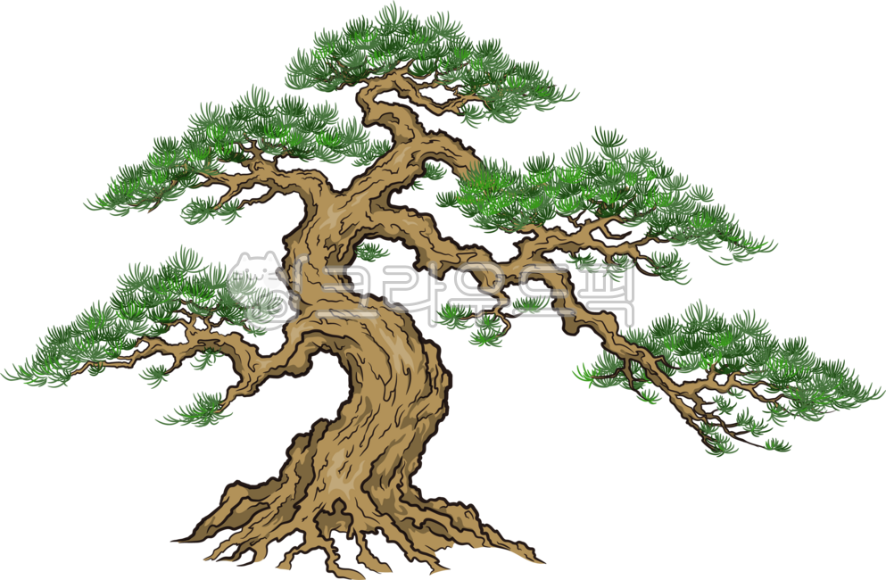 Pine tree,traditional pine tree,tree,conifer,pine tree illustration,Korean pine tree,pine and white cedar,old tree,tree,nature,forest tree,traditional tree,pine needles,pine forest,pine tree painting,dense tree,tree image,traditional land