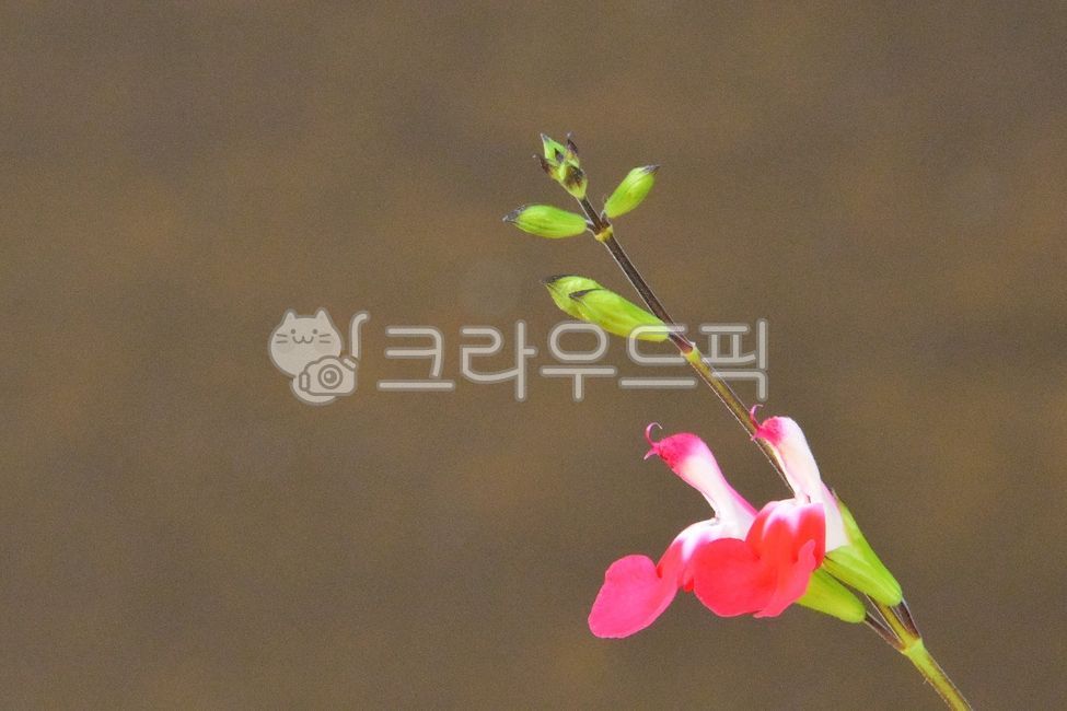 꽃,꽃잎,가을,식물,이쁜금낭화