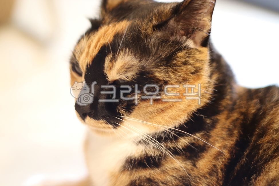 Chaos,Cute cat,Korean Shorthair,house cat,cat,koreanshorthairs,Asura,three colors,chaos cat,fat cat